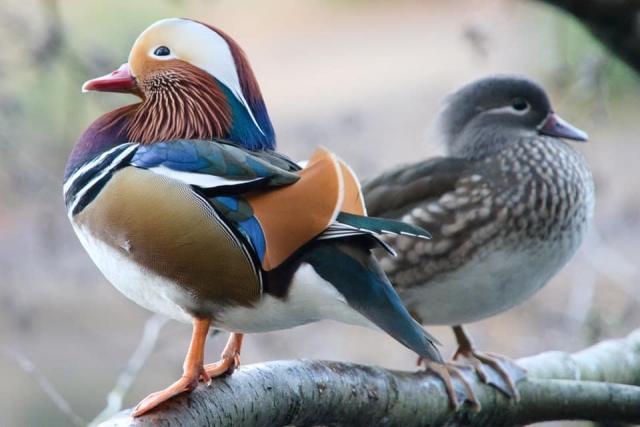 Mandarin Ducks - Kai Betteridge